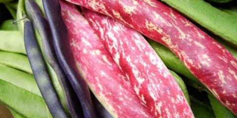 Francuski pasulj šparoga